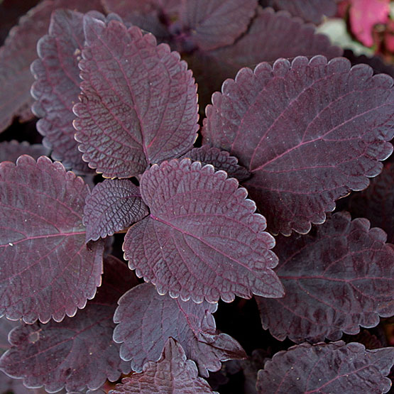 Coleus 'Dark Star' (akaSolenostemon)